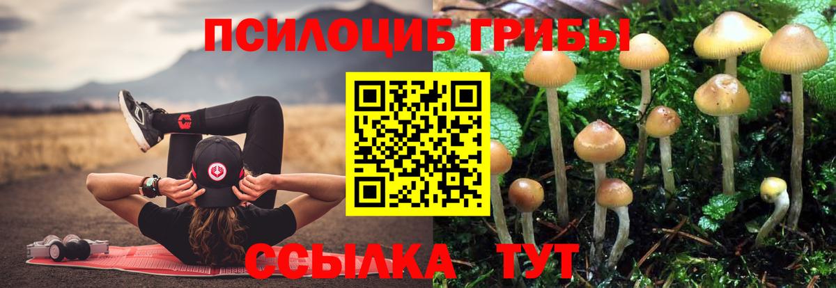 Псилоцибиновые грибы Psilocybe  Старая Русса 